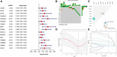 The prognostic value and clinical significance of mitophagy-related genes in hepatocellular carcinoma